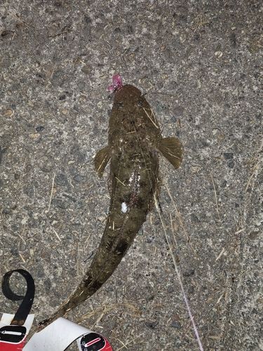マゴチの釣果