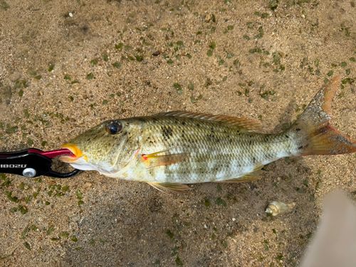 ムネアカクチビの釣果