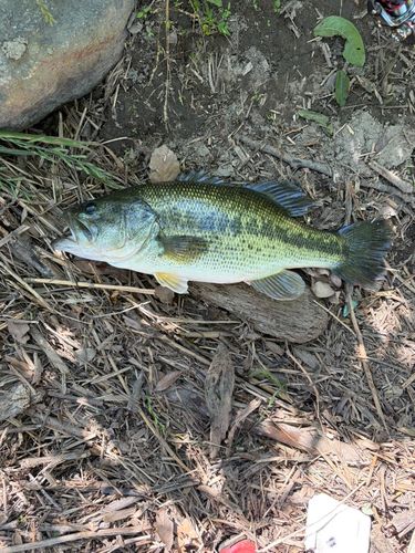 ラージマウスバスの釣果