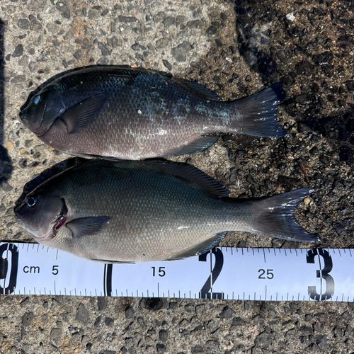 オナガグレの釣果