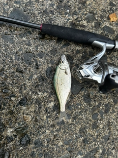 アオタナゴの釣果