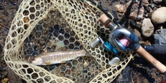 ニッコウイワナの釣果