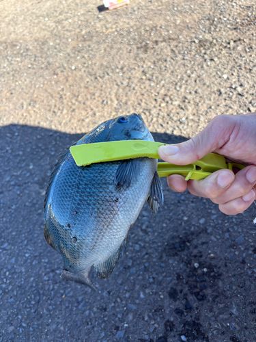 グレの釣果