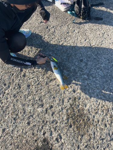 シマフグの釣果