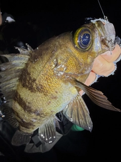メバルの釣果