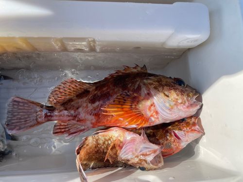 カサゴの釣果
