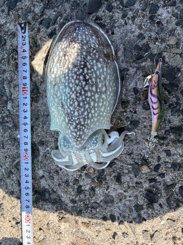 シリヤケイカの釣果