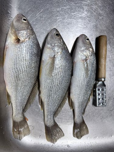 イシモチの釣果