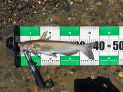 アメリカナマズの釣果