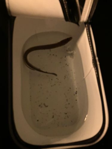 アナゴの釣果