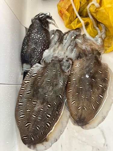モンゴウイカの釣果