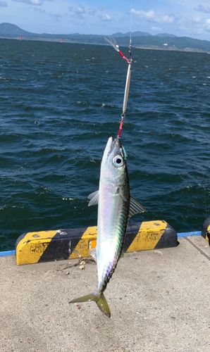 サバの釣果