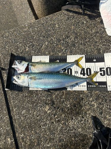 サバの釣果