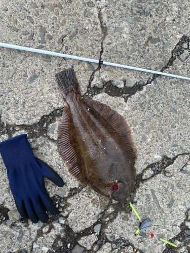 クロガシラガレイの釣果