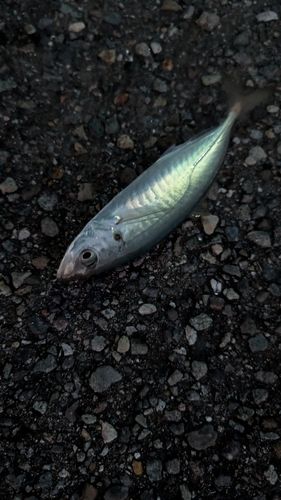 マルアジの釣果