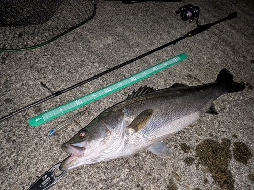 シーバスの釣果