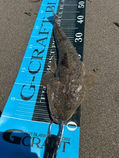 マゴチの釣果