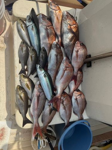 マダイの釣果