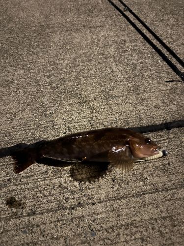 アイナメの釣果