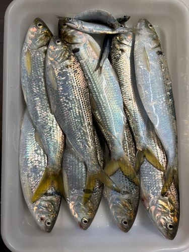 今年最後の1台です・・・ニシン釣り ニシンの釣果・釣り情報まとめ【2026年最新】 - アングラーズ | 釣果