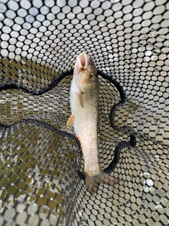 エゾウグイの釣果