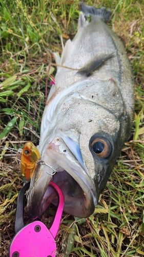 シーバスの釣果