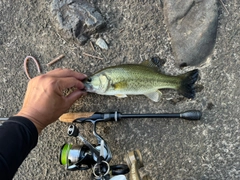 ラージマウスバスの釣果