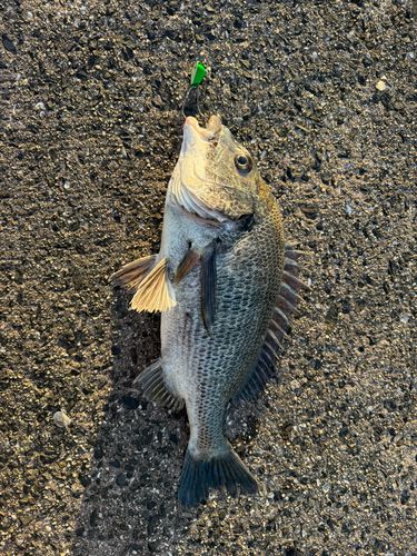 チヌの釣果