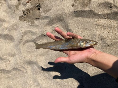 シロギスの釣果