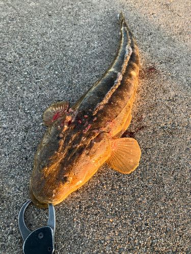 マゴチの釣果