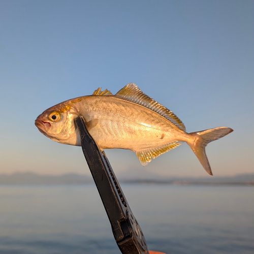 ショゴの釣果