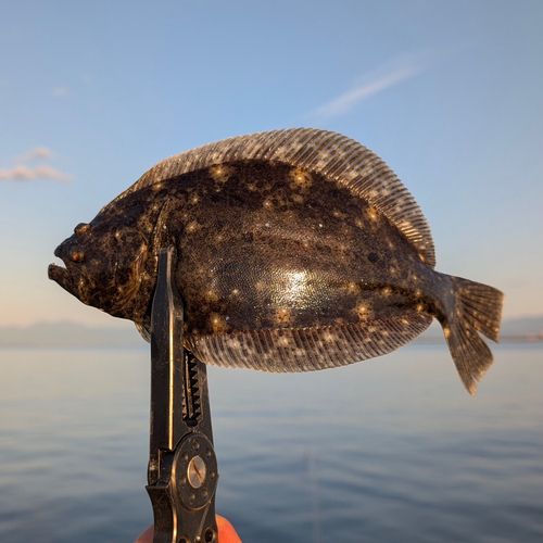 ソゲの釣果