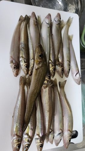 キスの釣果