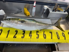 ブリの釣果