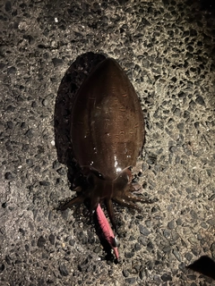 モンゴウイカの釣果