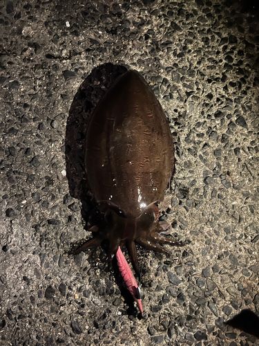 モンゴウイカの釣果