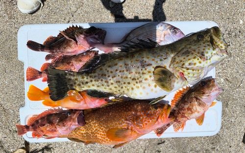 チャイロマルハタの釣果