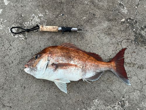 マダイの釣果