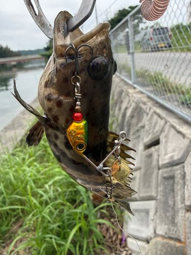 チャイロマルハタの釣果