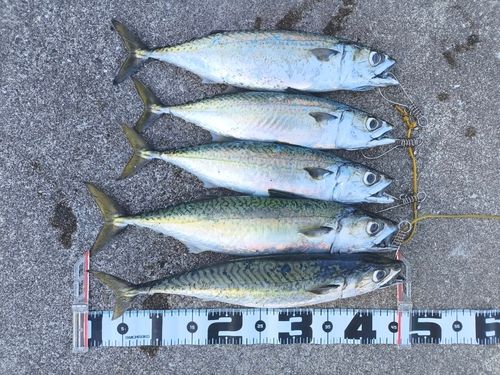 サバの釣果