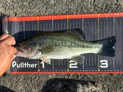 ラージマウスバスの釣果
