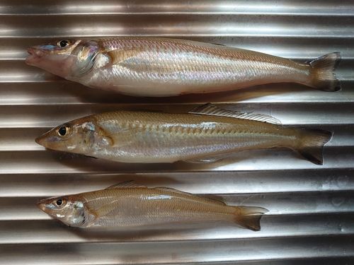 キスの釣果