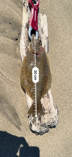 ソゲの釣果