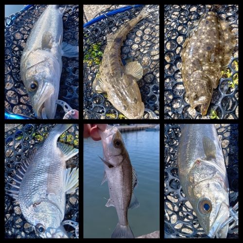 釣果