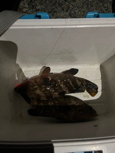 キジハタの釣果