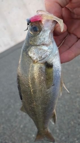セイゴ（マルスズキ）の釣果