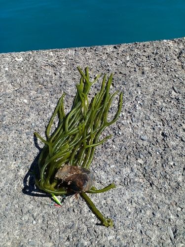 ネリゴの釣果