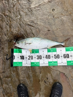 ワラサの釣果