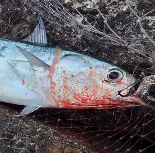 ヒラソウダの釣果