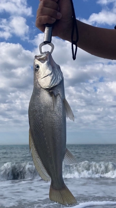 ニベの釣果